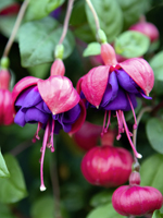 Fuchsia Dark Eyes